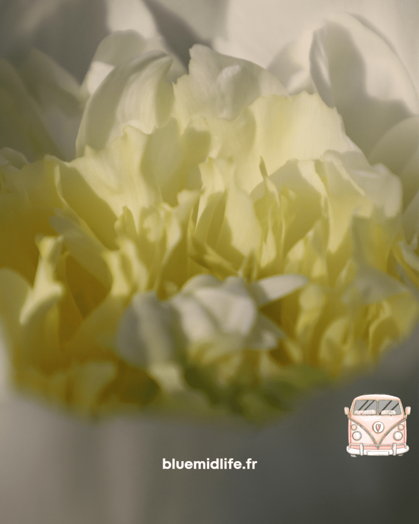 pivoine, fleur, parfum, photo, jardin, parents, dimanche, soleil, été, Lorraine, balade, grand air, nature