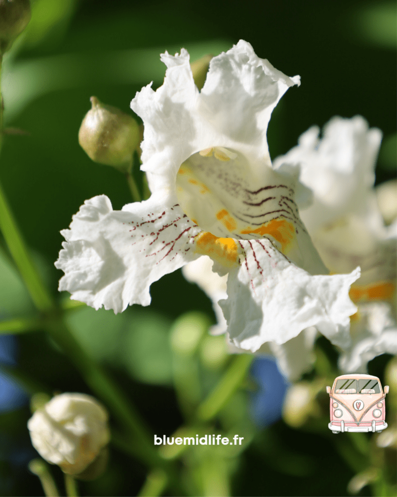 Blue Midlife
Catherine BARLOY
Coach en bilan de compétences
Coach professionnel
Nancybalade, grand air, Nancy, soleil, été à Nancy, catalpa, orchidée, moment magique dans la nature