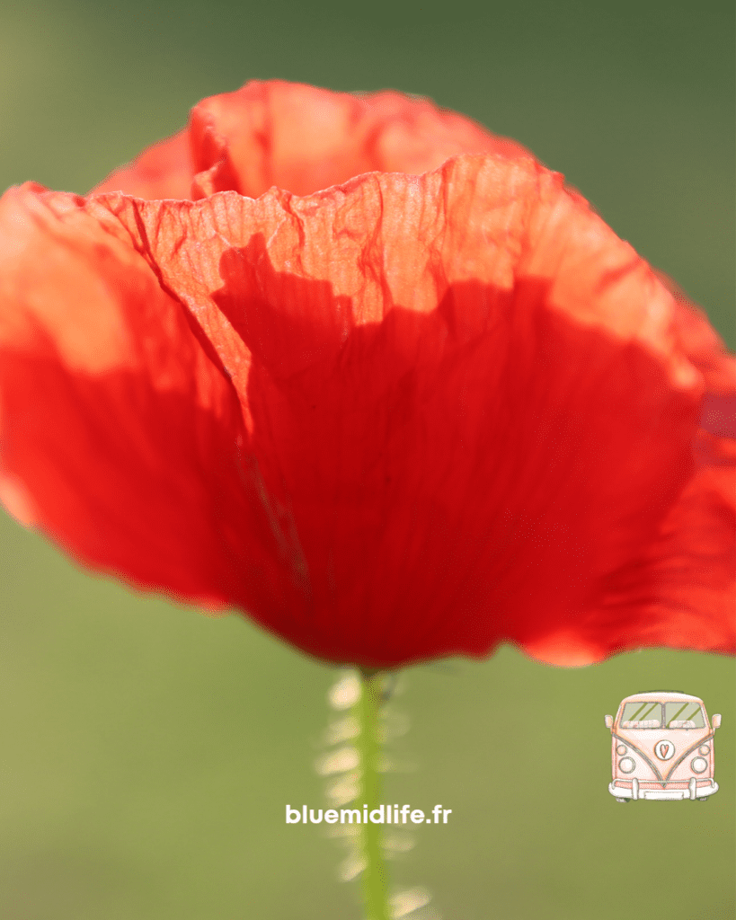 balade, grand air, soleil, photo nature, coquelicot, photo difficile, photographie, prise de photo, nature, dimanche, transparence, velouté, Blue Midlife
Catherine BARLOY
Coach en bilan de compétences
Coach professionnel
Nancy
