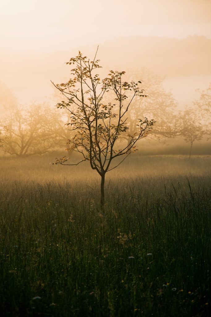 a lone tree in the middle of a field
Blue Midlife
Catherine BARLOY
Coach en bilan de compétences
Coach professionnel
Nancy Jarny à distance en visio